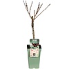 BIO Prunus avium Kordia kersenboom op stam | laagstam | 100 cm hoog | 23 cm pot