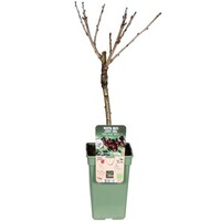 BIO Prunus avium Kordia kersenboom op stam | laagstam | 100 cm hoog | in 23 cm pot | zoete kers