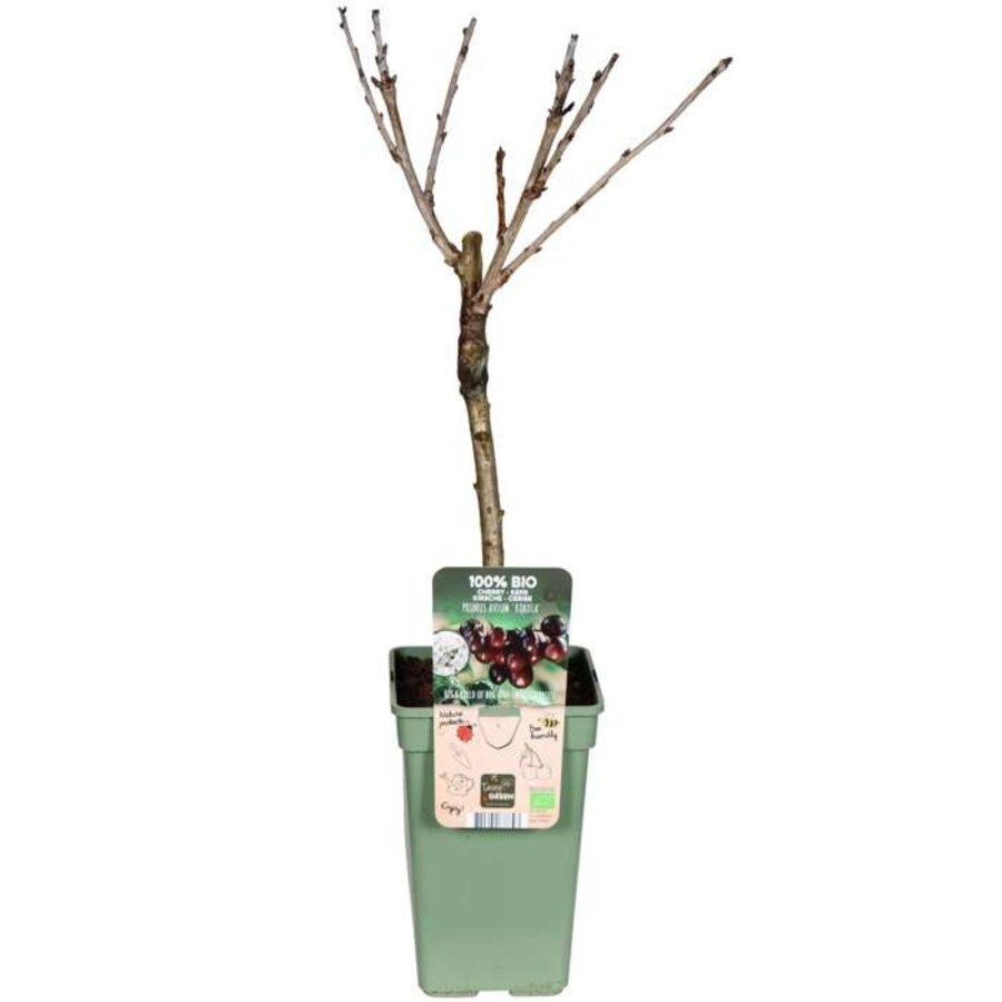 BIO Prunus avium Kordia kersenboom op stam | laagstam | 100 cm hoog | in 23 cm pot | zoete kers
