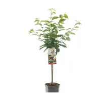 BIO Prunus avium Kordia kersenboom op stam | laagstam | 100 cm hoog | in 23 cm pot | zoete kers