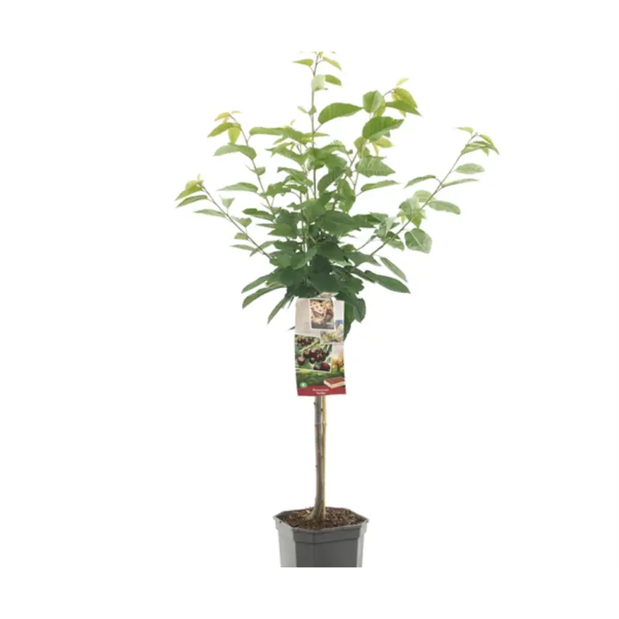 BIO Prunus avium Kordia kersenboom op stam | laagstam | 100 cm hoog | in 23 cm pot | zoete kers