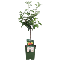 BIO Malus Domestica Jonagold op stam laagstam | 100 cm hoog | In 23 cm pot | Appelboom voor tuin en terras
