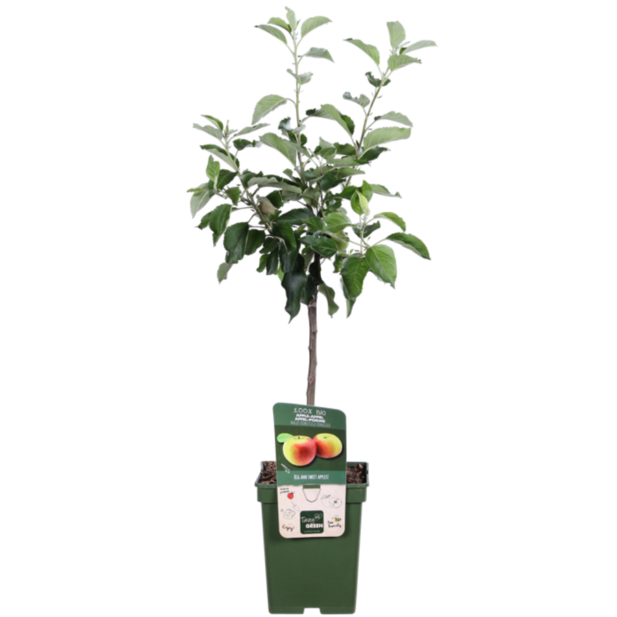 BIO Malus Domestica Jonagold op stam laagstam | 100 cm hoog | In 23 cm pot | Appelboom voor tuin en terras