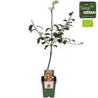 BIO Malus Domestica Jonagold op stam laagstam | 100 cm hoog | In 23 cm pot | Appelboom voor tuin en terras