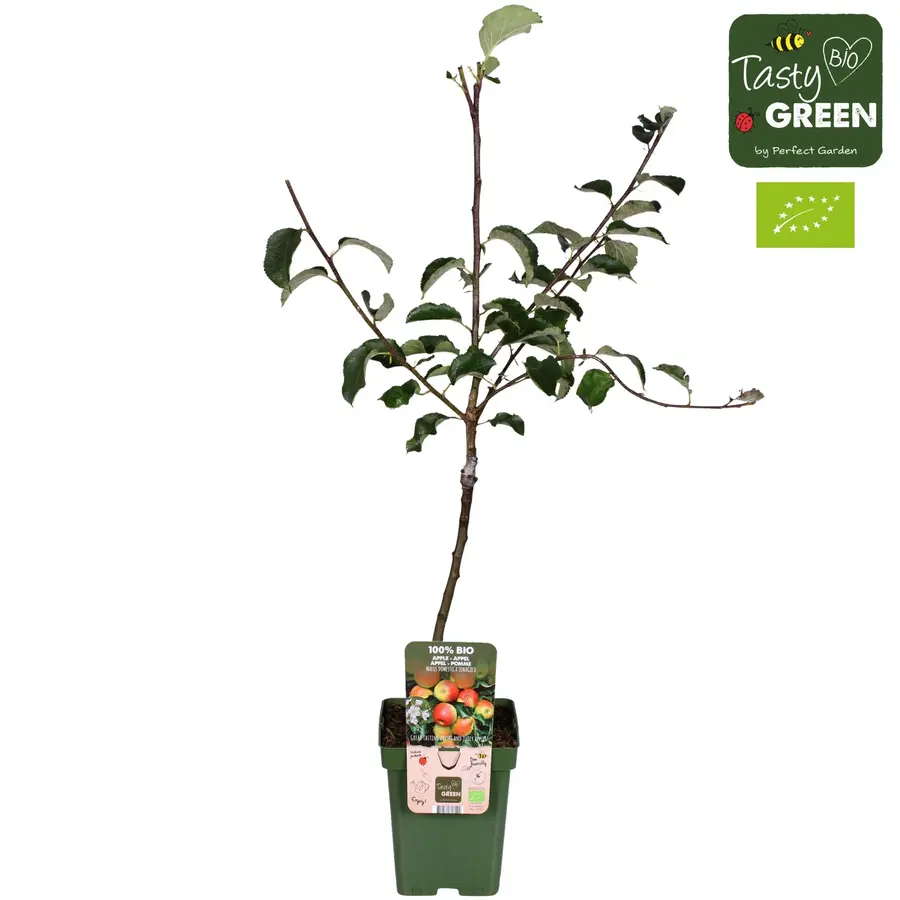 BIO Malus Domestica Jonagold op stam laagstam | 100 cm hoog | In 23 cm pot | Appelboom voor tuin en terras