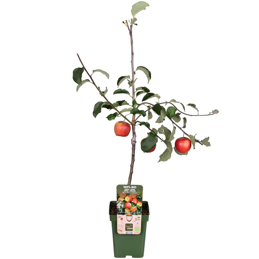 BIO Malus Domestica Jonagold op stam laagstam | 100 cm hoog | In 23 cm pot | Appelboom voor tuin en terras