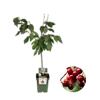 BIO Prunus avium Regina | Kersenboom laagstam op stam | 100 cm hoog | 23 cm pot