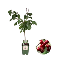 BIO Prunus avium Regina kersenboom laagstam op stam | 100 cm hoog | In 23 cm pot | Zoete donkere kersen
