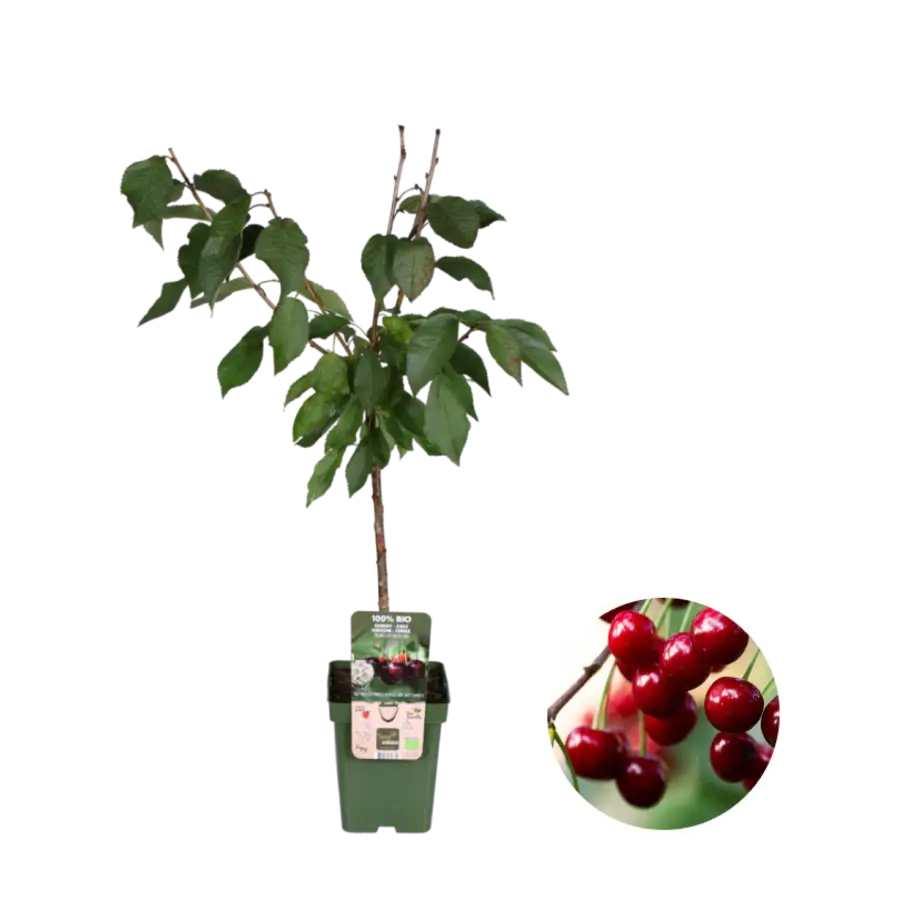 BIO Prunus avium Regina kersenboom laagstam op stam | 100 cm hoog | In 23 cm pot | Zoete donkere kersen