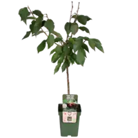 BIO Prunus avium Regina kersenboom laagstam op stam | 100 cm hoog | In 23 cm pot | Zoete donkere kersen