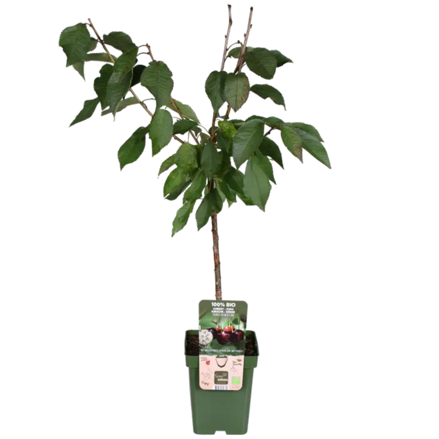 BIO Prunus avium Regina kersenboom laagstam op stam | 100 cm hoog | In 23 cm pot | Zoete donkere kersen