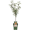 BIO Malus domestica Elstar op stam | laagstam | 100 cm hoog | 23 cm pot