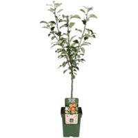 BIO Malus domestica 'Elstar' appelboom op stam | laagstam | 100 cm hoog | in 23 cm pot | biologische fruitboom