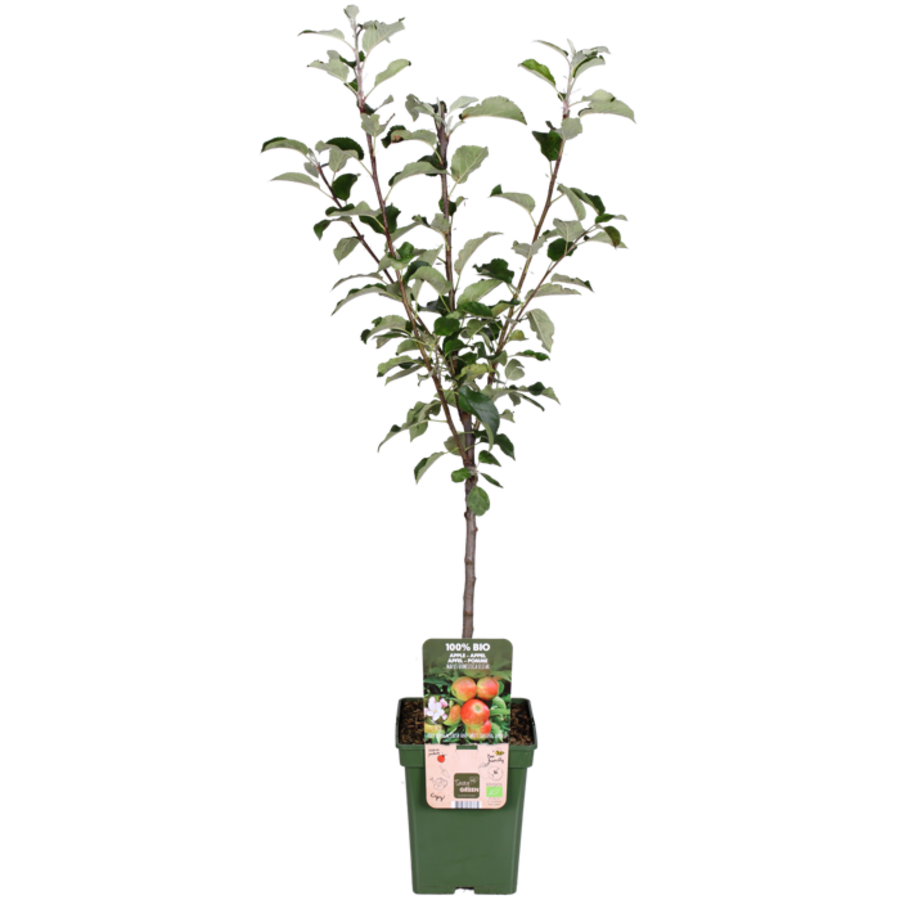 BIO Malus domestica 'Elstar' appelboom op stam | laagstam | 100 cm hoog | in 23 cm pot | biologische fruitboom
