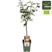BIO Malus domestica 'Elstar' appelboom op stam | laagstam | 100 cm hoog | in 23 cm pot | biologische fruitboom