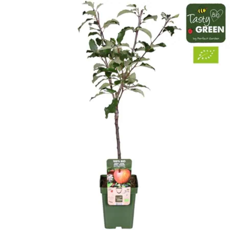 BIO Malus domestica 'Elstar' appelboom op stam | laagstam | 100 cm hoog | in 23 cm pot | biologische fruitboom