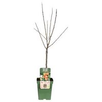 BIO Malus domestica 'Elstar' appelboom op stam | laagstam | 100 cm hoog | in 23 cm pot | biologische fruitboom