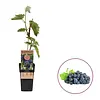 Vitis vinifera Nero | Blauwe druif | 55 cm hoog | 15 cm pot