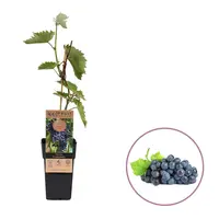 Vitis vinifera Nero | Blauwe druif | 55 cm hoog | In 15 cm pot | Zelfbestuivende buitendruif