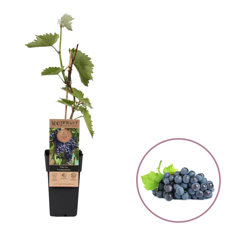 Vitis vinifera Nero | Blauwe druif | 55 cm hoog | In 15 cm pot | Zelfbestuivende buitendruif