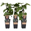Vitis vinifera Rondo | Blauwe druif | 55 cm hoog | 15 cm pot