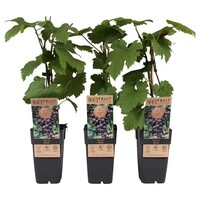 Vitis vinifera Rondo | Blauwe druif | 55 cm hoog | In 15 cm pot | Zelfbestuivende fruitklimmer