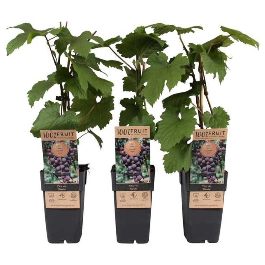 Vitis vinifera Rondo | Blauwe druif | 55 cm hoog | In 15 cm pot | Zelfbestuivende fruitklimmer