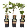 Vitis vinifera 'Boskoop Glory' | blauwe druif | 55 cm hoog | 15 cm pot