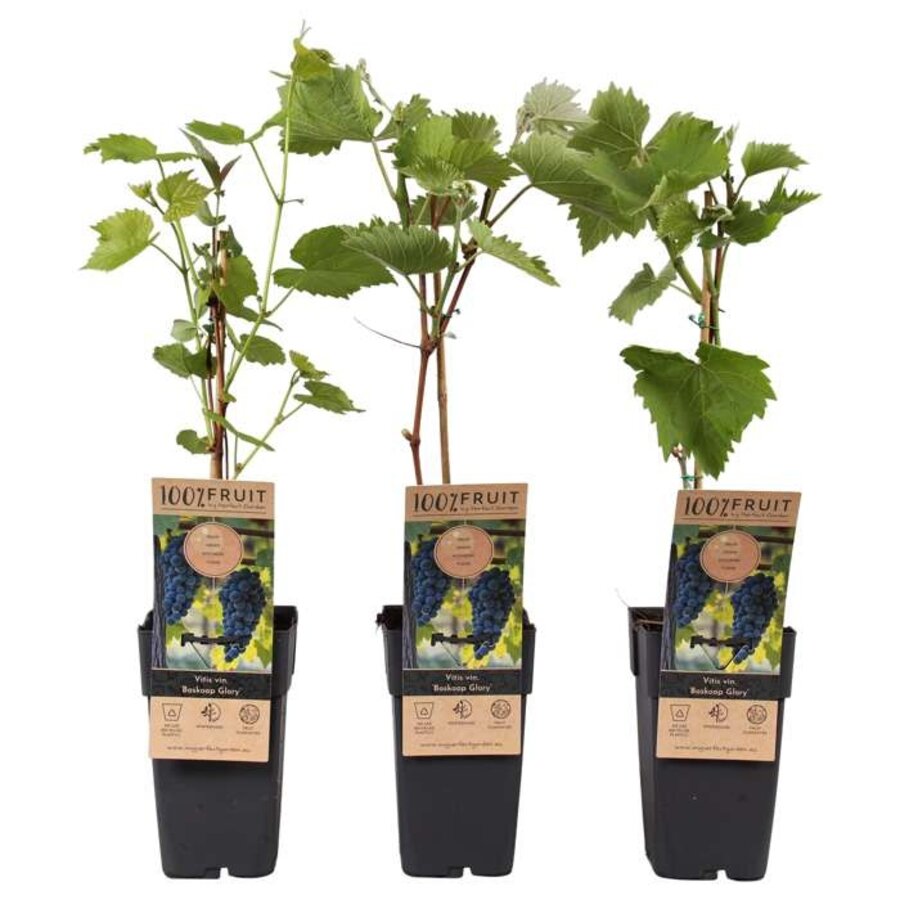 Vitis vinifera 'Boskoop Glory' blauwe buitendruif | 55 cm hoog | In 15 cm pot | Zelfbestuivende druivenplant