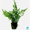 Bolbitis Heudelotii | In 5cm pot