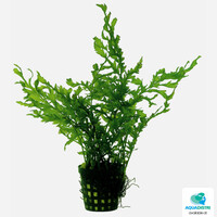 Bolbitis Heudelotii | In 5cm pot