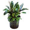 Bucephalandra Blue Green | In 5 cm pot
