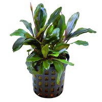 Bucephalandra Blue Green | In 5 cm pot