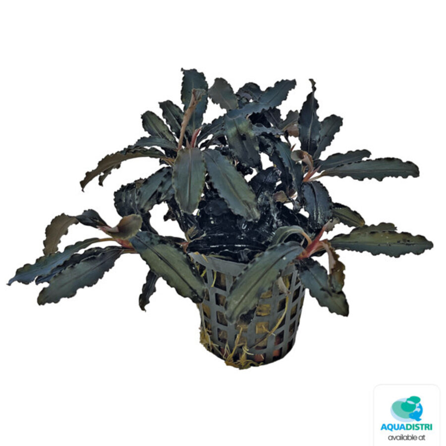Bucephalandra Kedagang | In 5cm pot