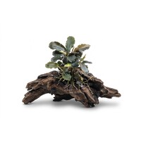 Bucephalandra Maia in 5 cm pot