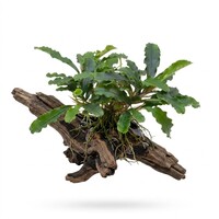 Bucephelandra sintang | In 5cm pot