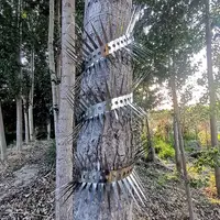 Anti-klim spike strip RVS 100 cm | spikes 5 cm voor regenpijp, hekwerk of bomen
