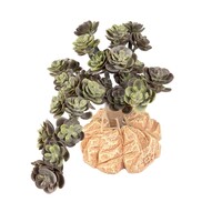 Woestijnplant Sedum spurium groen | 15x11x10 cm | terrarium kunstplant