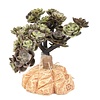 Woestijnplant Sedum spurium groen