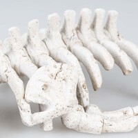Walvisskelet aquarium ornament beige | natuurgetrouwe schuilplaats | 22 x 11 x 5,5 cm