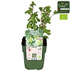 BIO Kruisbes Ribes Easycrisp Mr Green | 40 cm hoog | 13 cm pot