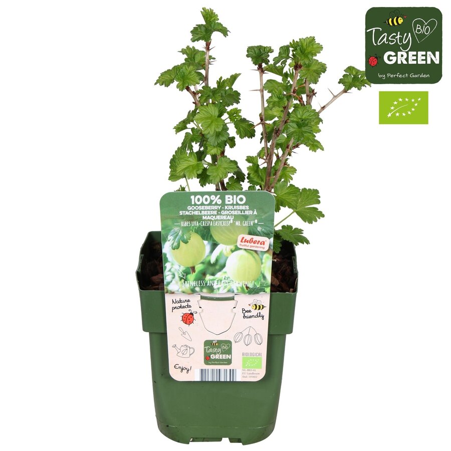 BIO Kruisbes Ribes Easycrisp Mr Green | groene kruisbes | 40 cm hoog | In 13 cm pot