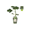 BIO Kruisbes Ribes Easycrisp Mr Green | 40 cm hoog | 13 cm pot