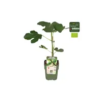 BIO Vijgenboom Brown Turkey | Ficus carica | 40 cm hoog | In 13 cm pot | Fruitboom voor tuin, balkon en terras