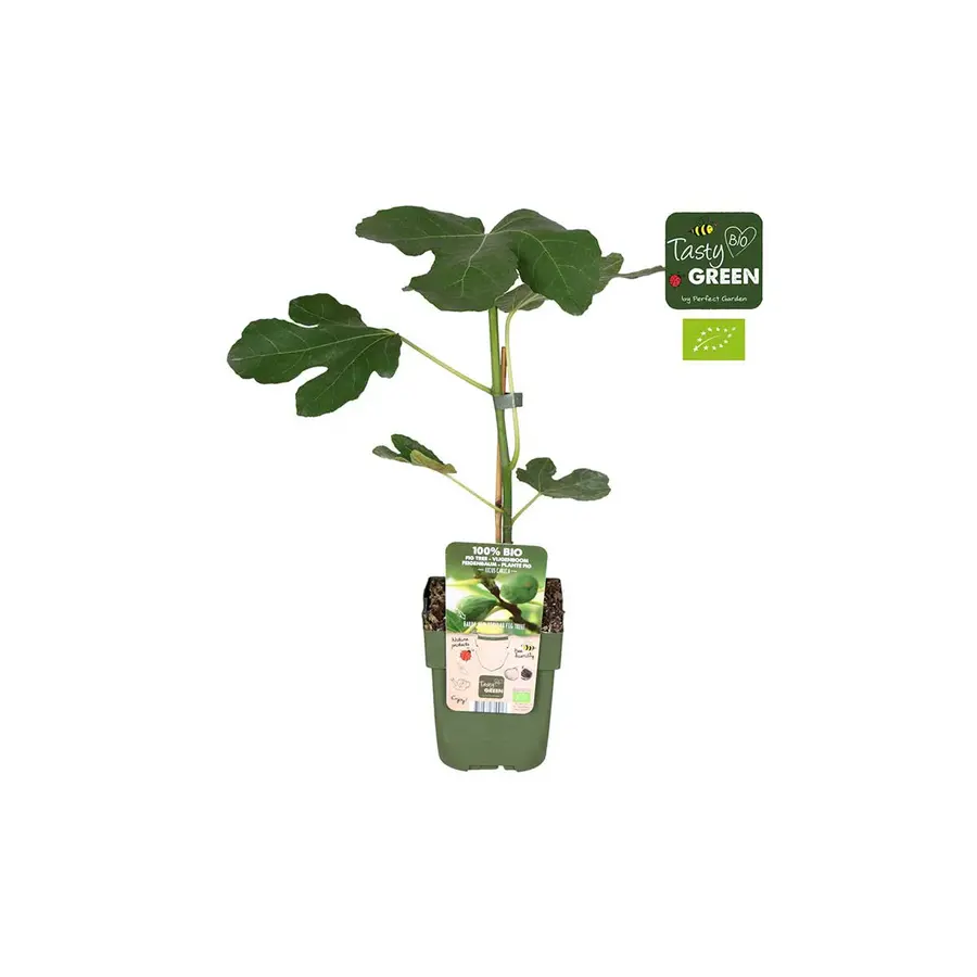 BIO Vijgenboom Brown Turkey | Ficus carica | 40 cm hoog | In 13 cm pot | Fruitboom voor tuin, balkon en terras
