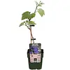 BIO Druivenstruik Wijndruif Boskoop Glory | 40 cm hoog | 13 cm pot