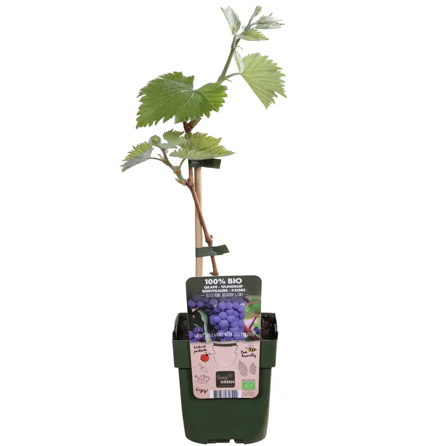 BIO Druivenstruik Wijndruif Boskoop Glory | Vitis vinifera | 40 cm hoog | In 13 cm pot | Blauwe buitendruif