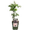 BIO Braam Rubus Navaho Summerlong | 40 cm hoog | 13 cm pot
