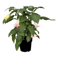 Brugmansia roze | Engelentrompet | 60 cm hoog | In 33 cm pot | Rijkbloeiende kuipplant