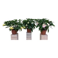 Brugmansia roze | Engelentrompet | 60 cm hoog | In 33 cm pot | Rijkbloeiende kuipplant